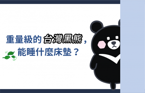 重量級的台灣黑熊,能睡什麼床墊?